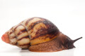 Archachatina marginata grevillei Cameroon striped adult